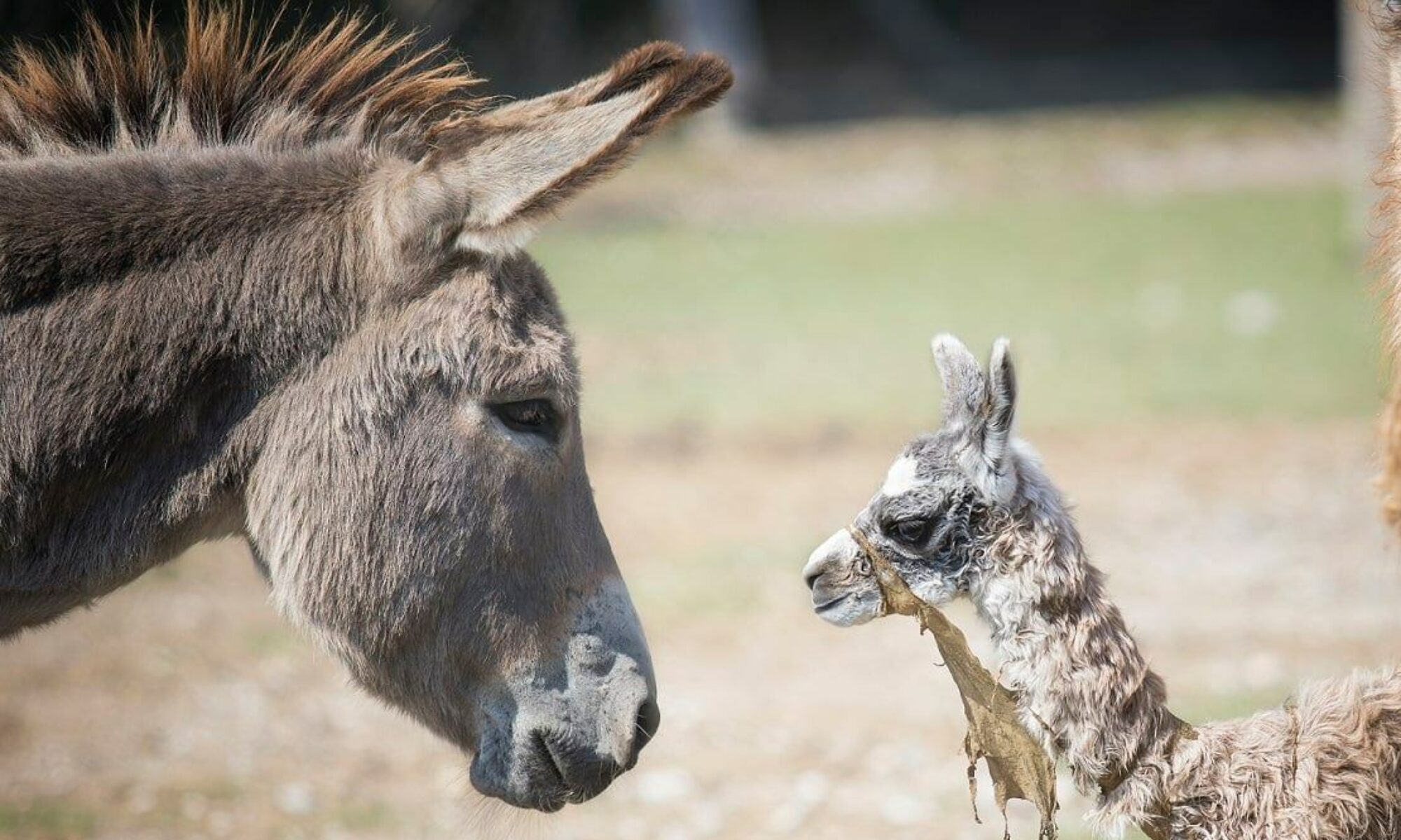 Lama appena nato al Centro Recupero Fauna